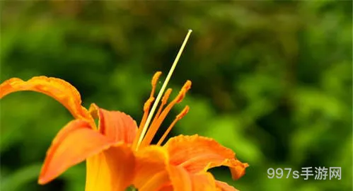 忘忧草研究所(fi11.cnn研究所实验室免费下载)