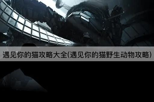 遇见你的猫攻略大全(遇见你的猫野生动物攻略)