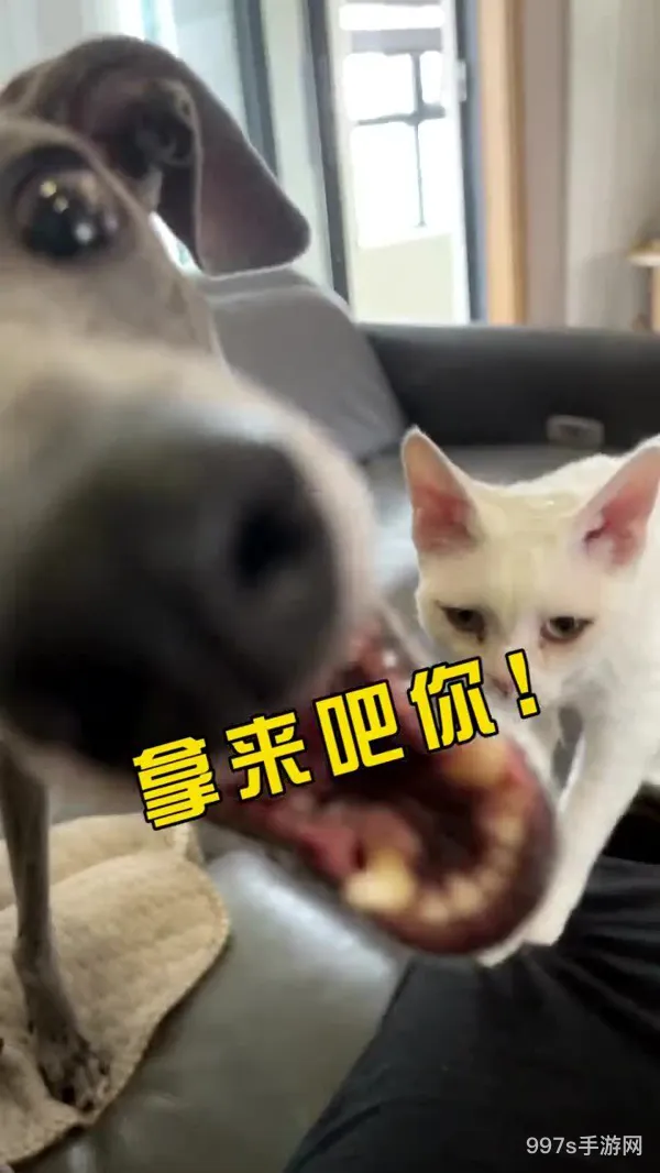 白嫖的宠物需要什么装备(逆战挂宠物箱子能白嫖史诗白)