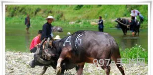 公牛加母牛猜三个字(一头公牛一头母牛谜底)