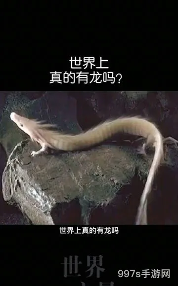 龙在地球上出现过吗(世界上真的有龙吗)