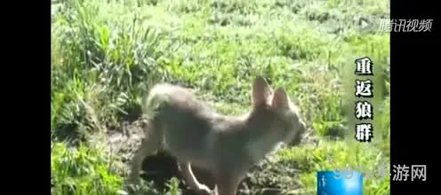 狼族狼群(关于狼群影视高清视频免费的信息)